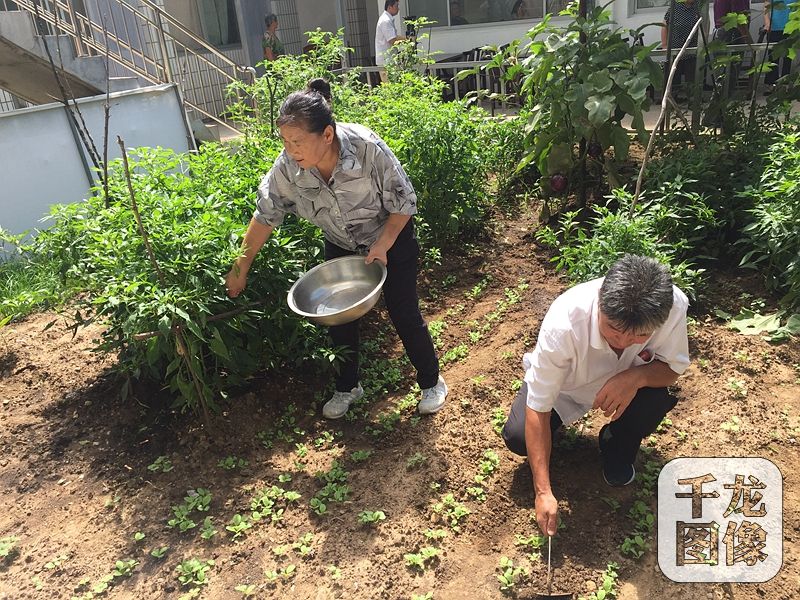 農(nóng)家院的主人是57歲的村民吳賀云，三年前還是低收入戶的她，如今靠著自己的農(nóng)家院和一桌桌美味的“栗子宴”，年收入達十七八萬，日子過得十分紅火。圖為吳賀云和家人在拾掇農(nóng)家院里的小菜園。千龍網(wǎng)記者 薄晨棣攝