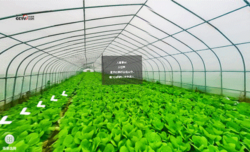 勤勞的菜農(nóng)正在勞作，綠油油的蔬菜長(zhǎng)勢(shì)喜人。